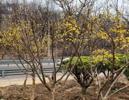 [정원수목]소형 정원에 딱 맞는 포인트 수목 추천 리스트