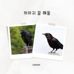 까마귀 꿈해몽