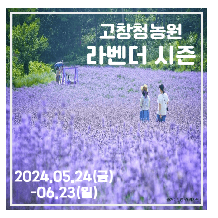 고창청농원-라벤더축제