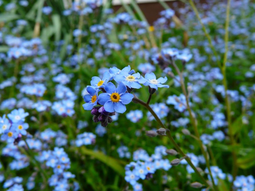 Vibrant blue forget-me-nots blooming in a lush outdoor garden setting.