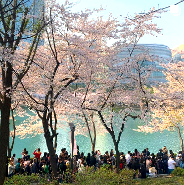 석촌호수 벚꽃축제 주차장찾기