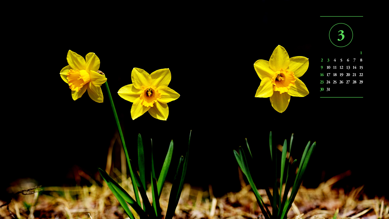 11 노란색 수선화 세송이 검정배경 A - 2025년3월 노트북배경화면