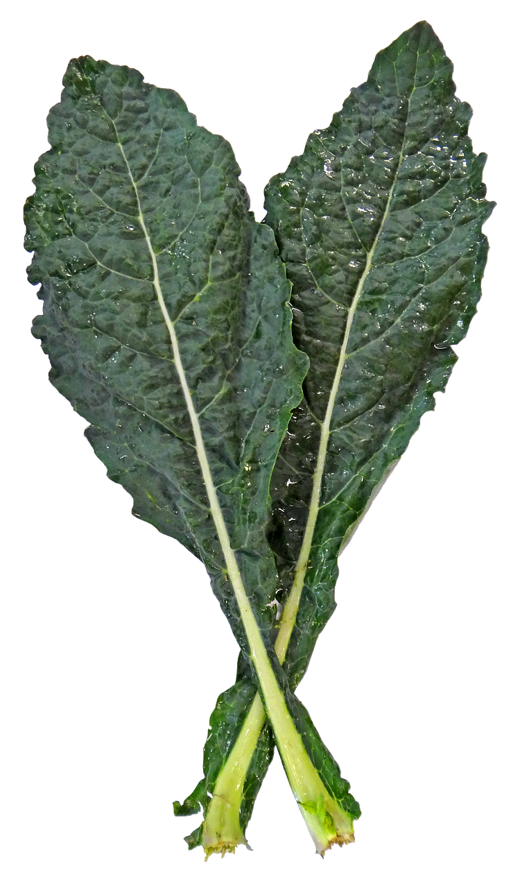 케일 관련 사진