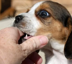 강아지 꿈해몽 개꿈 의미