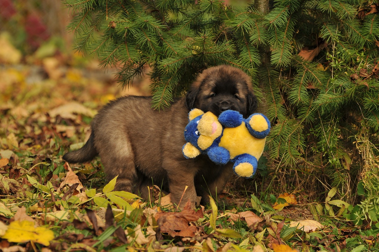 레온베르거(Leonberger)3