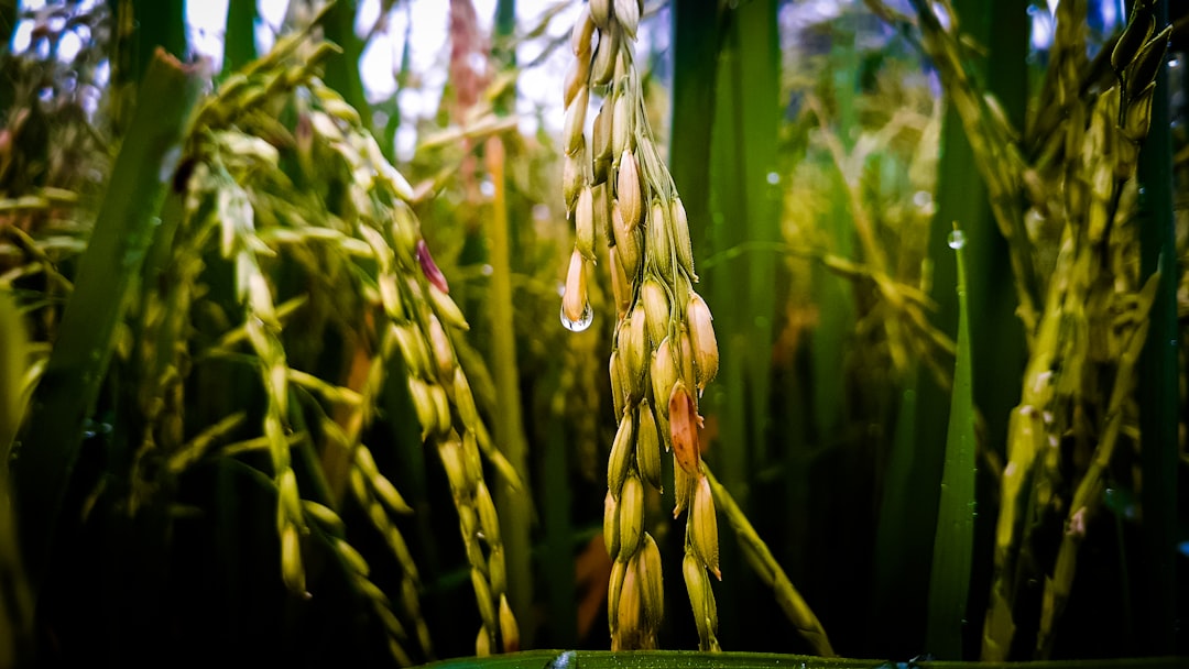 Rainy season.