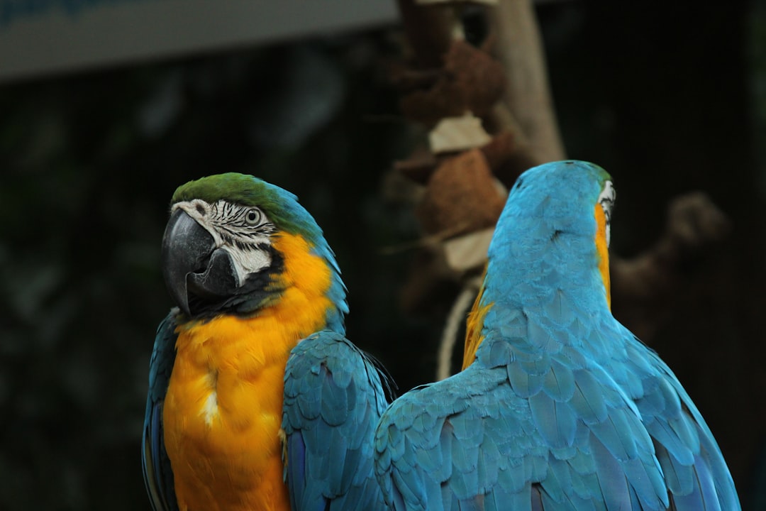 Visitors