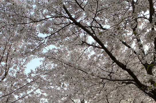 서울숲 벚꽃구경