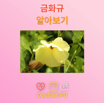금화규 꽃말 및 탐구