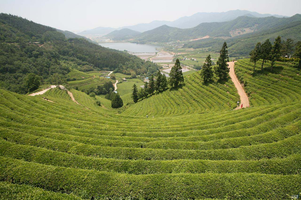 보성녹차-전경