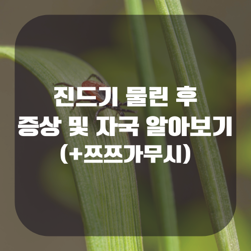 진드기 물린 후 증상 및 자국 알아보기(+쯔쯔가무시)