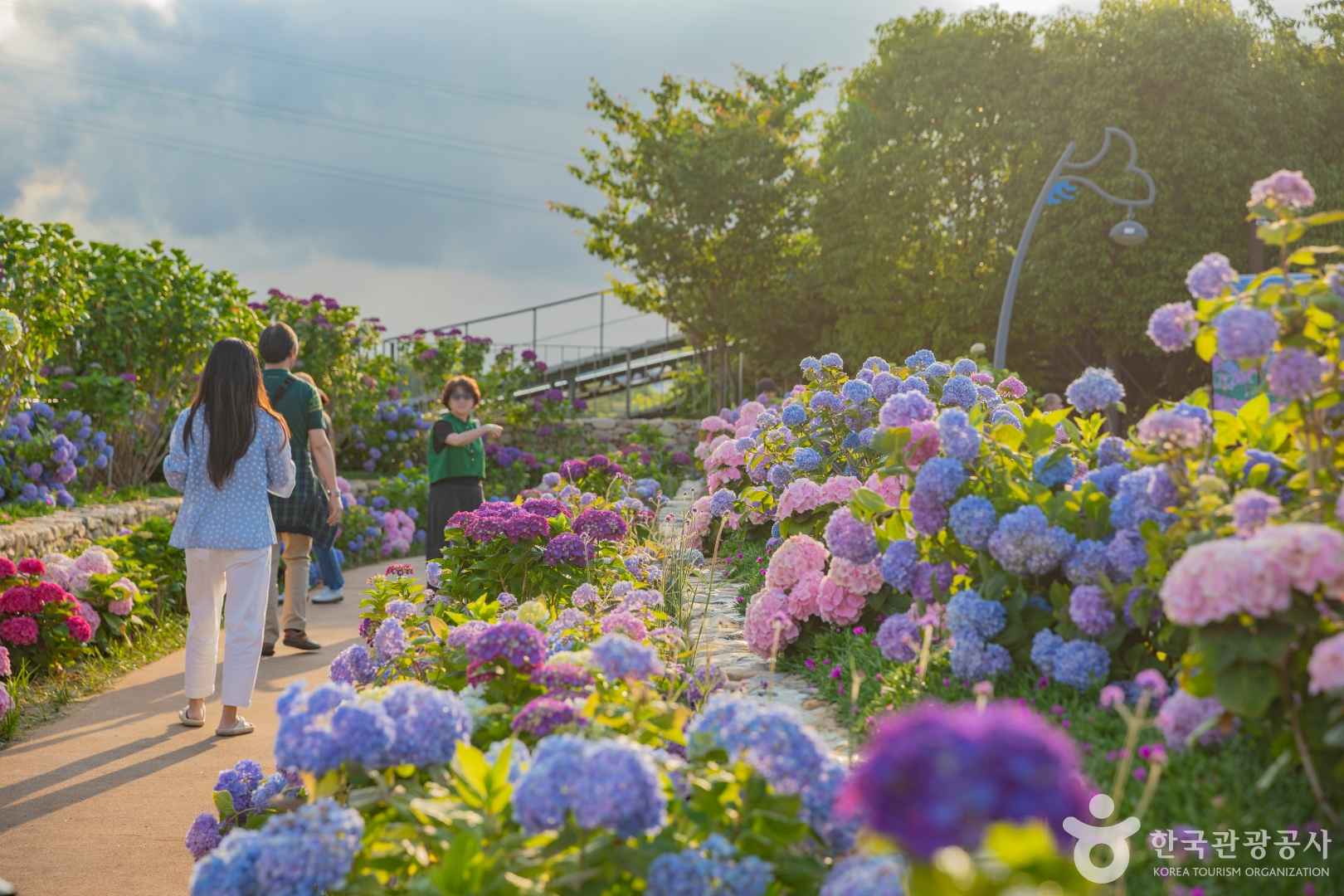 장생포 수국축제
