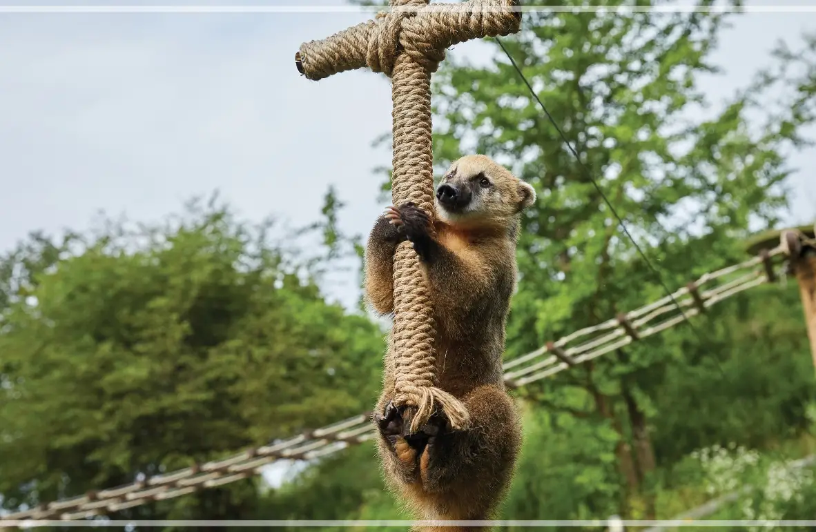 홍천-알파카월드-입장료-할인-이용-시간