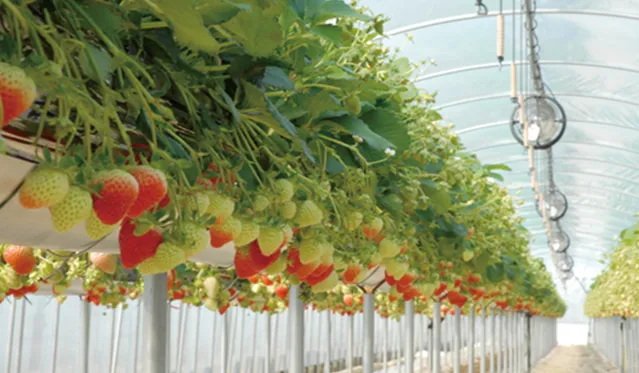 딸기 재배 런너 정리 보온 대책 하우스 관리_1