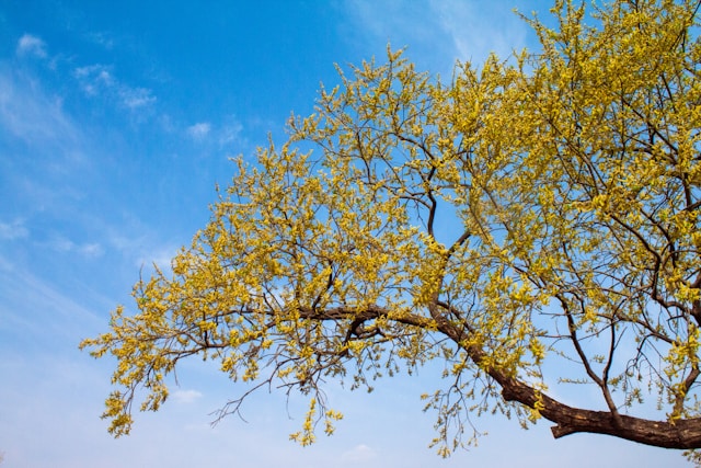 🌼 2026년 최신 대구 개나리 현황 🌼 대구 개나리 실시간 개화시기 및 만개 현황! 대구 개나리 및 대구 개나리 숨은 명소와 축제 모음 총정리 🌼실시간 정보 업데이트