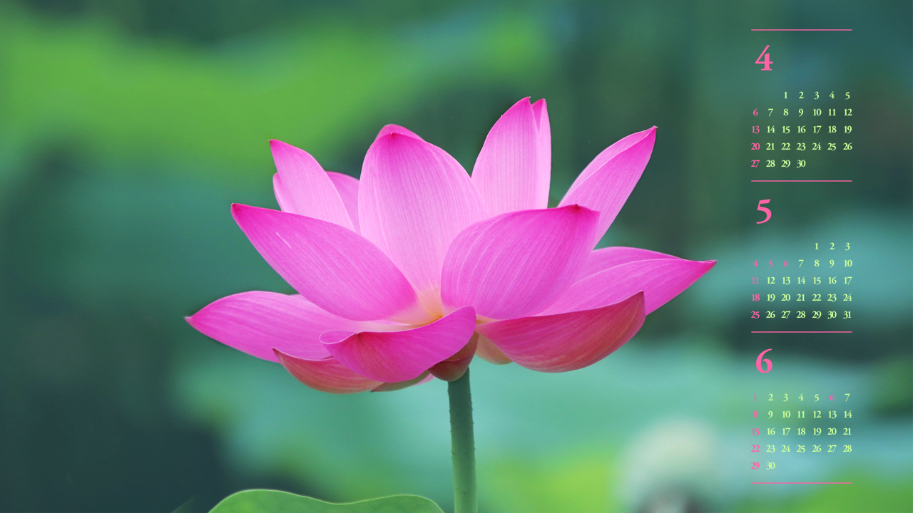 08 만개한 연꽃 B - 2025년5월 노트북배경화면