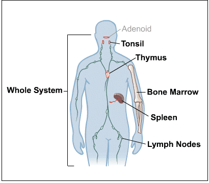 ‘면역력 가진 음식’은 없다?...균형잡힌 식단이 중요 Best Foods for Immune Health