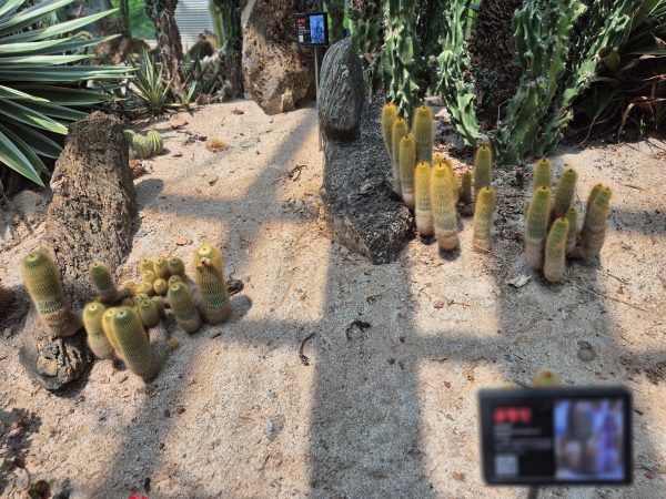 온실 안 모래 위에 심겨진 다양한 모양의 작은 선인장들