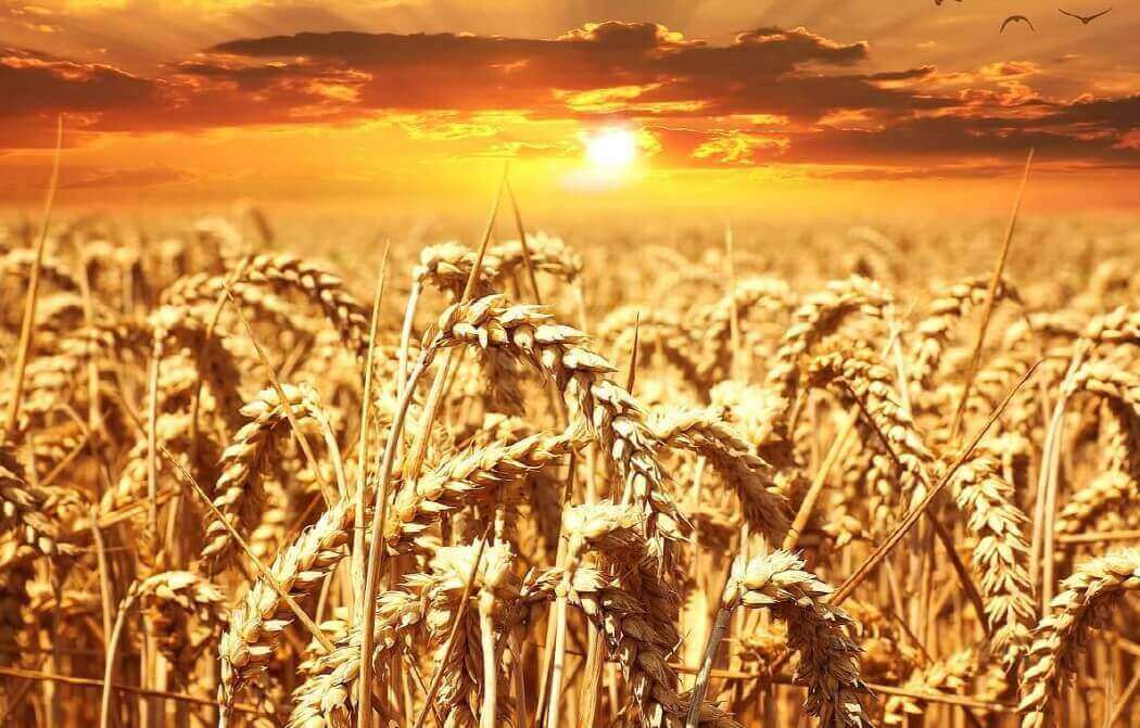 저녁-노을에-비친-카무트-곡물-사진입니다.