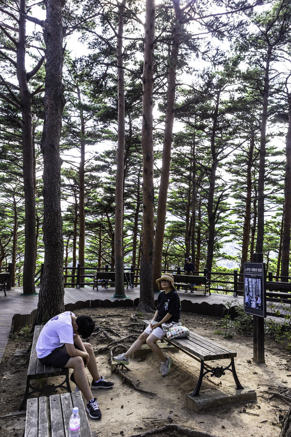 대관령소나무길 노무현 대통령