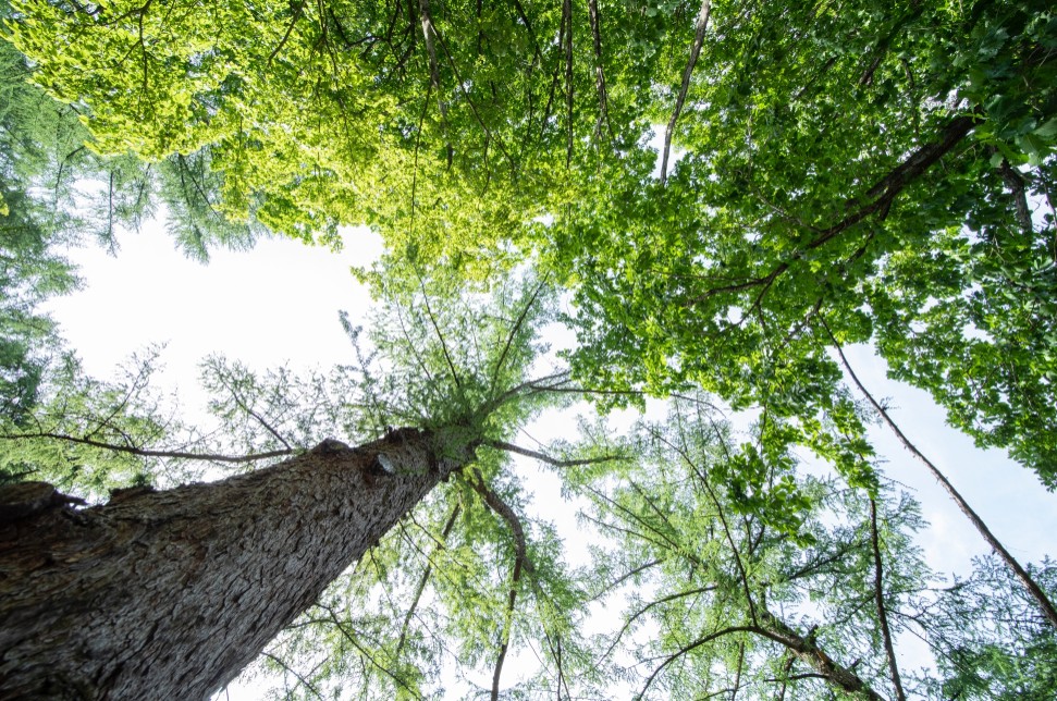 국립상림치유원 숲길
