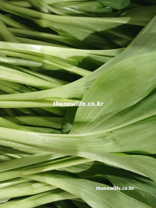 명이나물 효능 성질