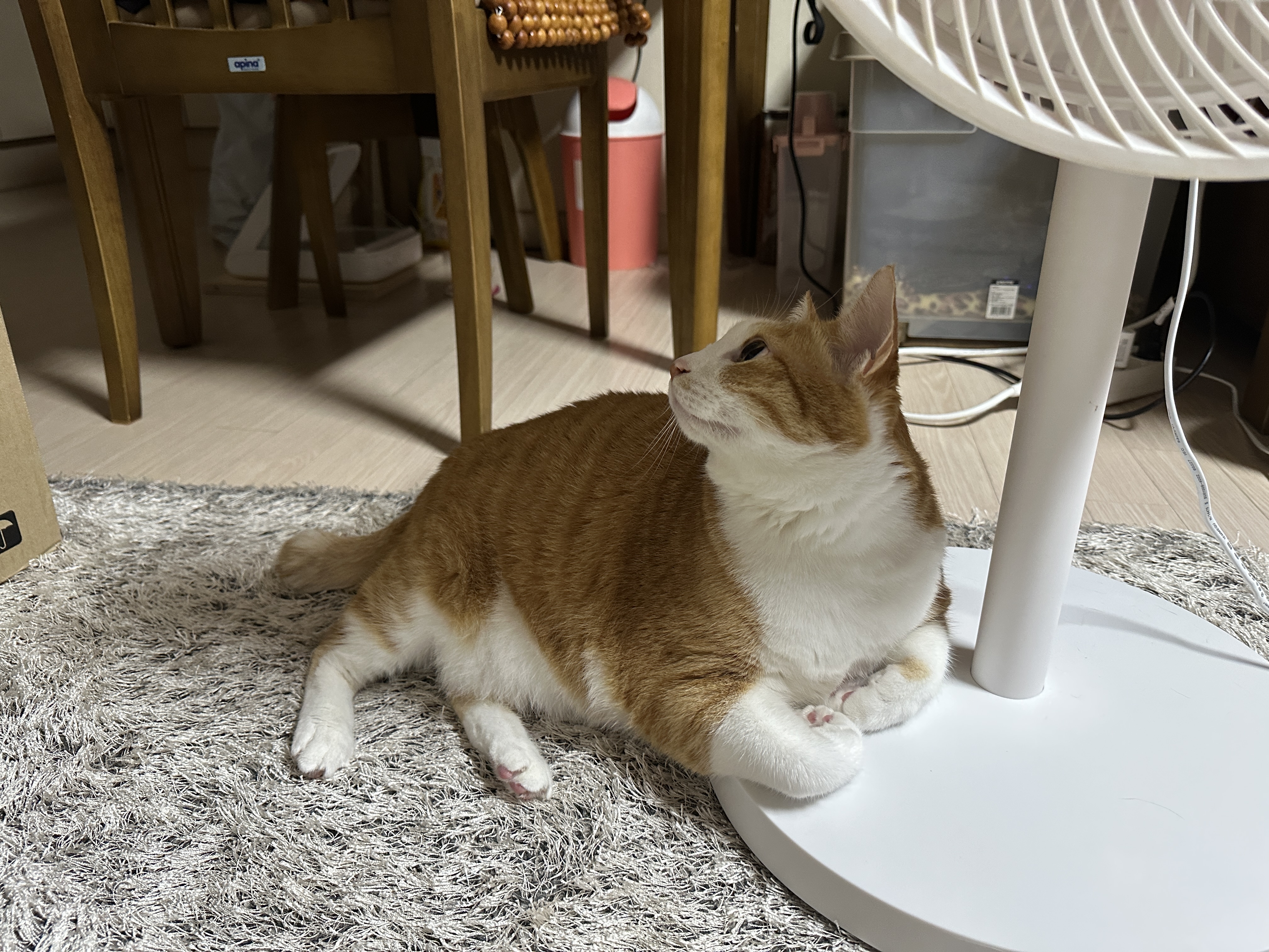 선풍기를_쿠션으로_사용하는_치즈냥이_호야