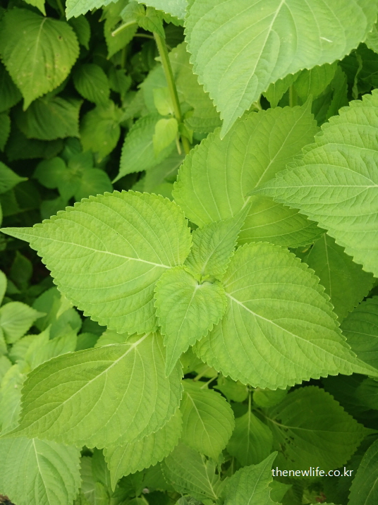 겹겹이 자라난 신선한 깻잎 잎사귀 모습