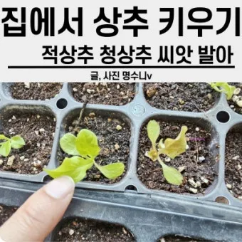 텃밭 상추 키우는 법 파종 간격 수확 연속수확 요령_4