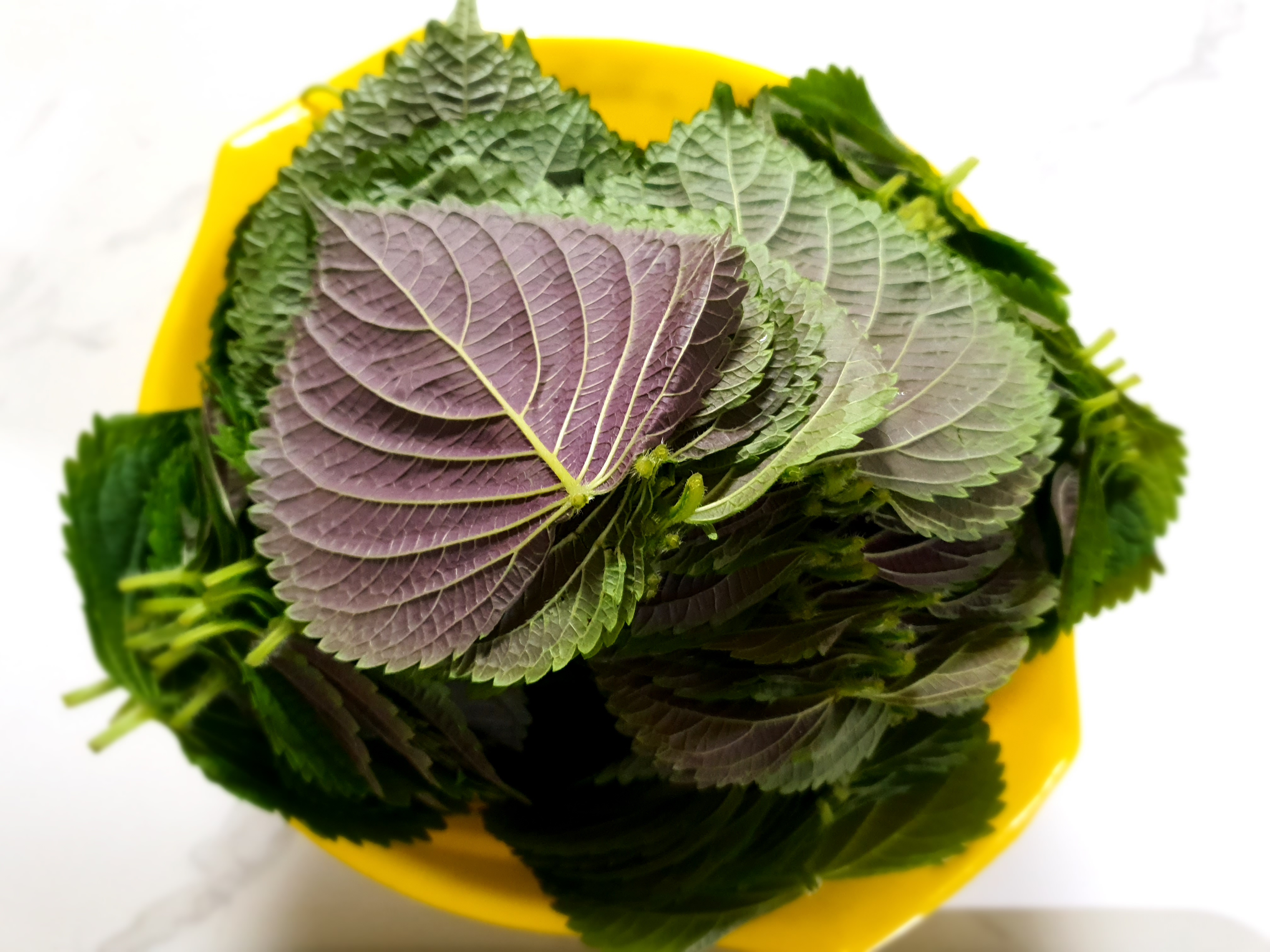 깻잎-물기를-제거해야-합니다.