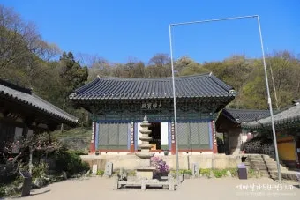 서산 개심사 청벚꽃 개화시기 명소_9