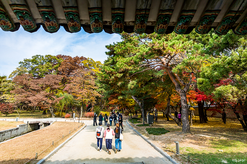 창경궁 단풍