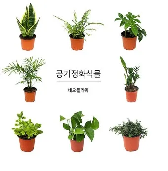 공기정화식물 추천 초보친화 관리쉬운 종류 물주기 빛 관리 가이드_6