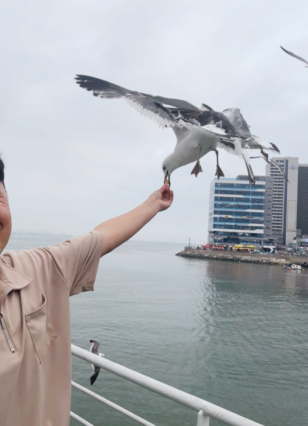아빠가 새우과자를 갈매기에게 주는 장면