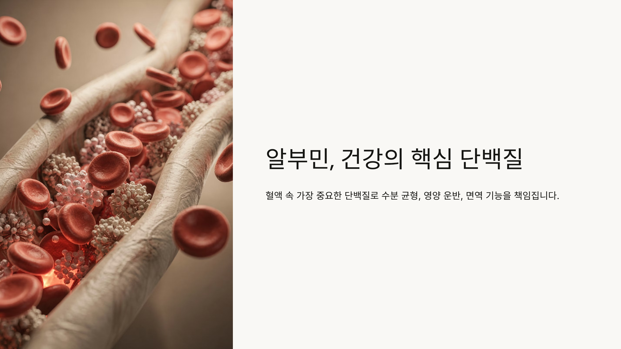 알부민 건강의 핵심 단백질