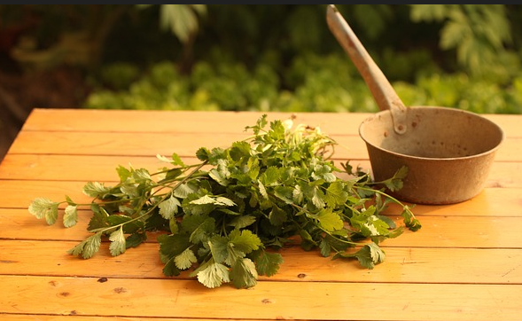 마야 문명의 천연 약초와 치료 기법