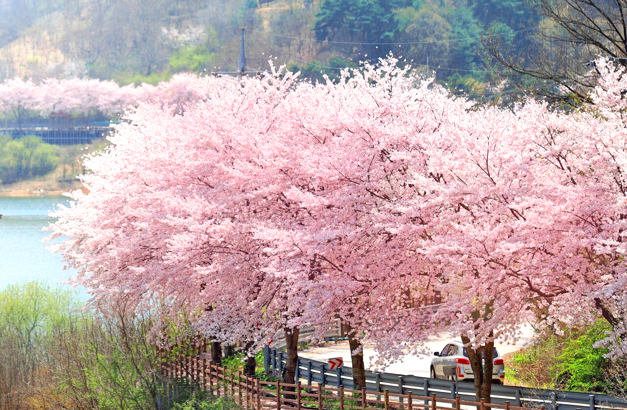 옥정호 벚꽃축제