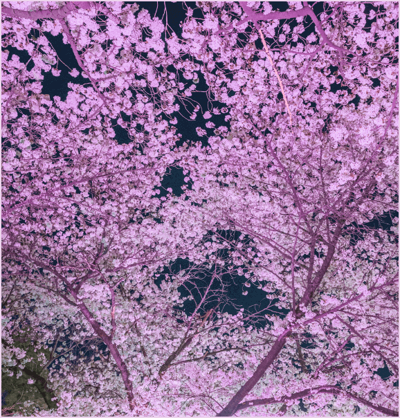 대구 이월드 야간 벚꽃