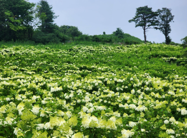 강원권 수국명소 추천 7곳, 여름 여행지로 꼭 가봐야 할 인생샷 스폿 총정리