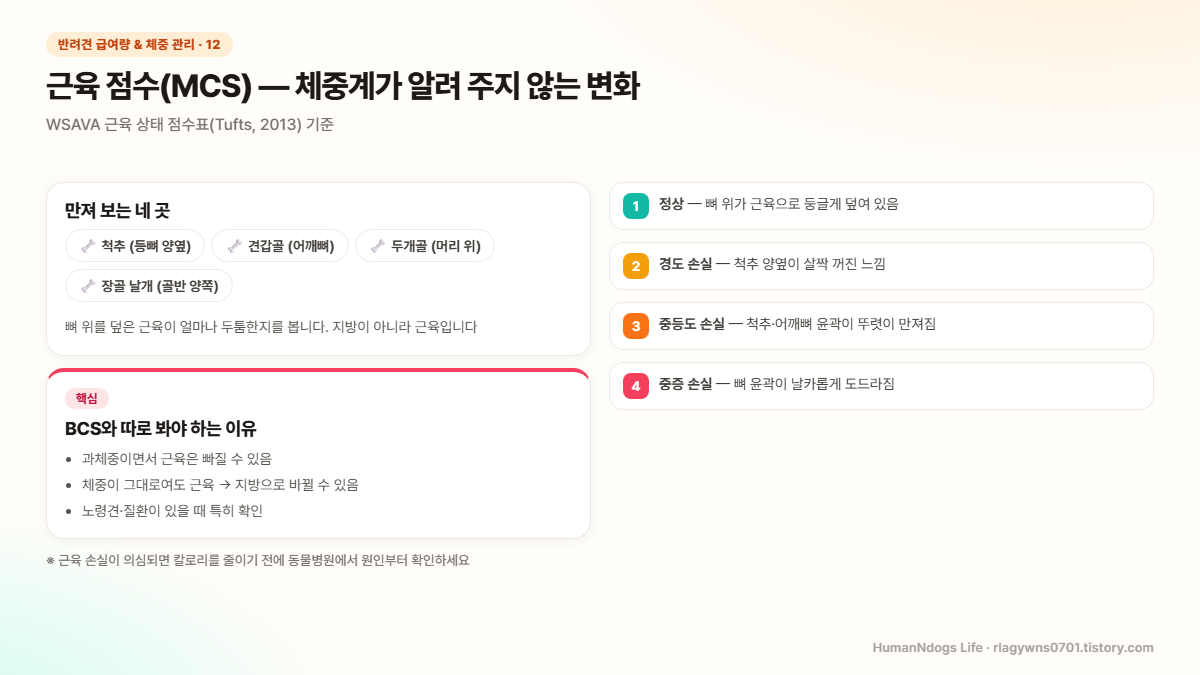 근육 점수를 확인하는 네 곳 척추, 견갑골, 두개골, 장골 날개와 정상, 경도, 중등도, 중증 손실 네 단계, BCS와 따로 봐야 하는 이유