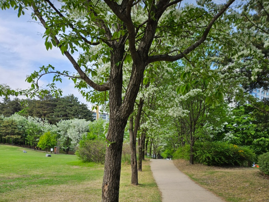 대전 들의공원 이팝나무