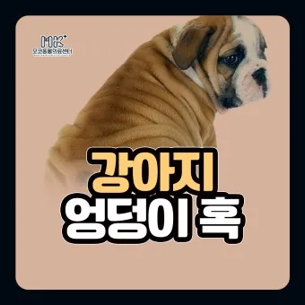 강아지 엉덩이 들이미는 이유 애정표현인지_12