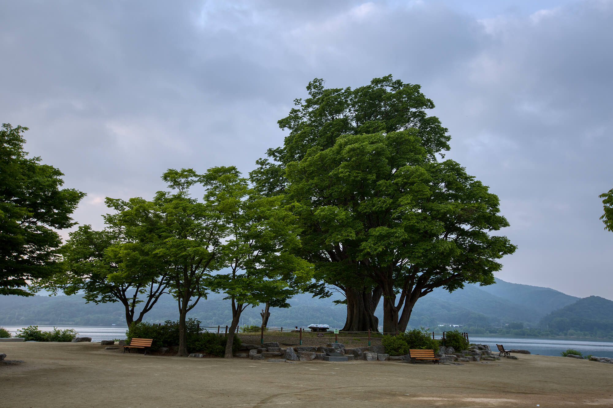 양평 두물머리 느티나무 1