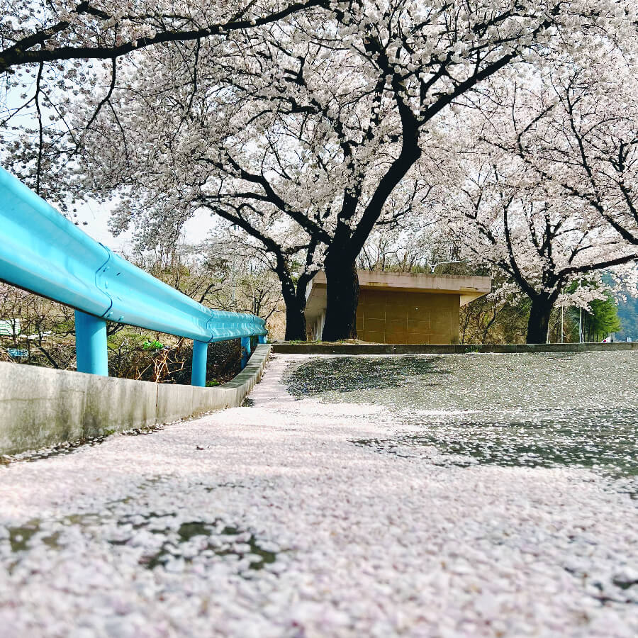 함박눈-같은-벚꽃