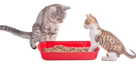 화장실에 있는 부모 자식 고양이.