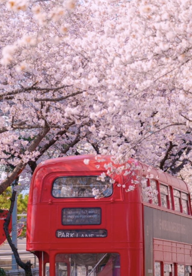 이월드블라썸피크닉 벚꽃축제