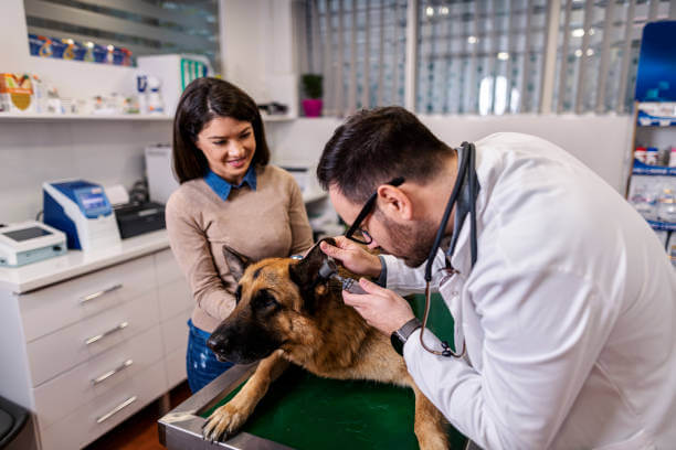 강아지 귀염증 치료비&amp;#44; 원인&amp;#44; 증상 알아보기