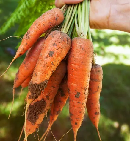 혈압 낮추는 음식