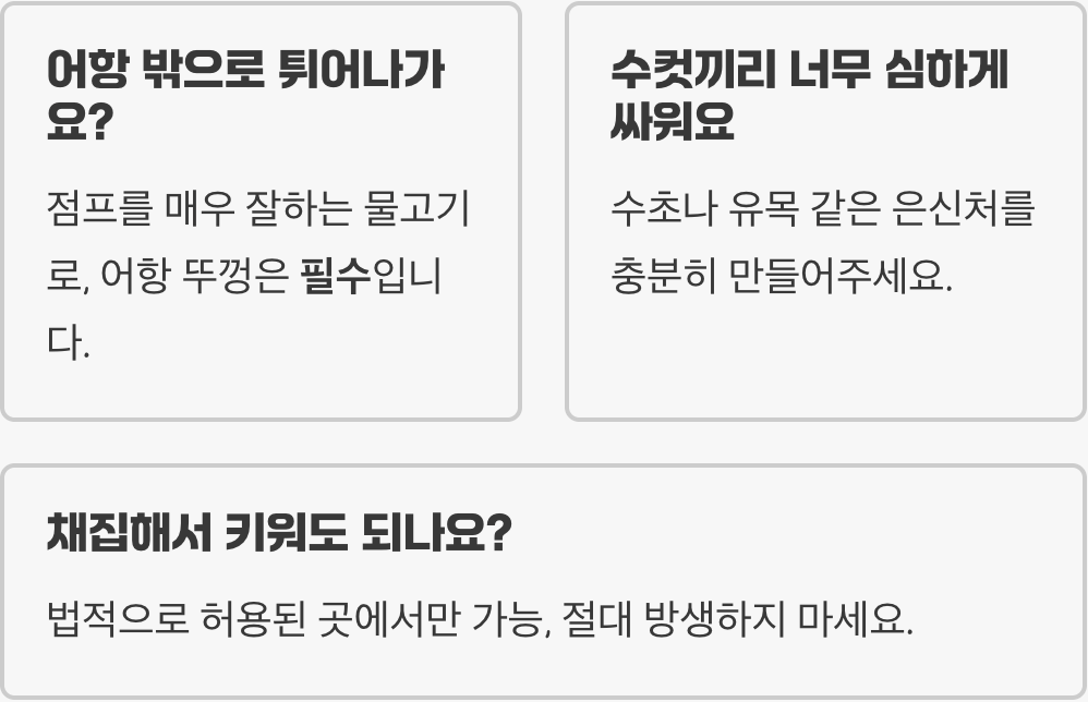 버들붕어 키우기 A to Z (어항&amp;#44; 먹이&amp;#44; 수질 관리)