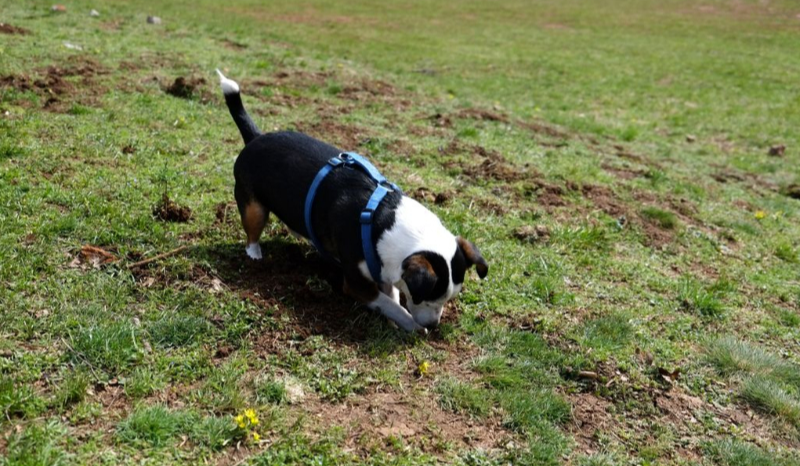 강아지가 땅을 파는 모습